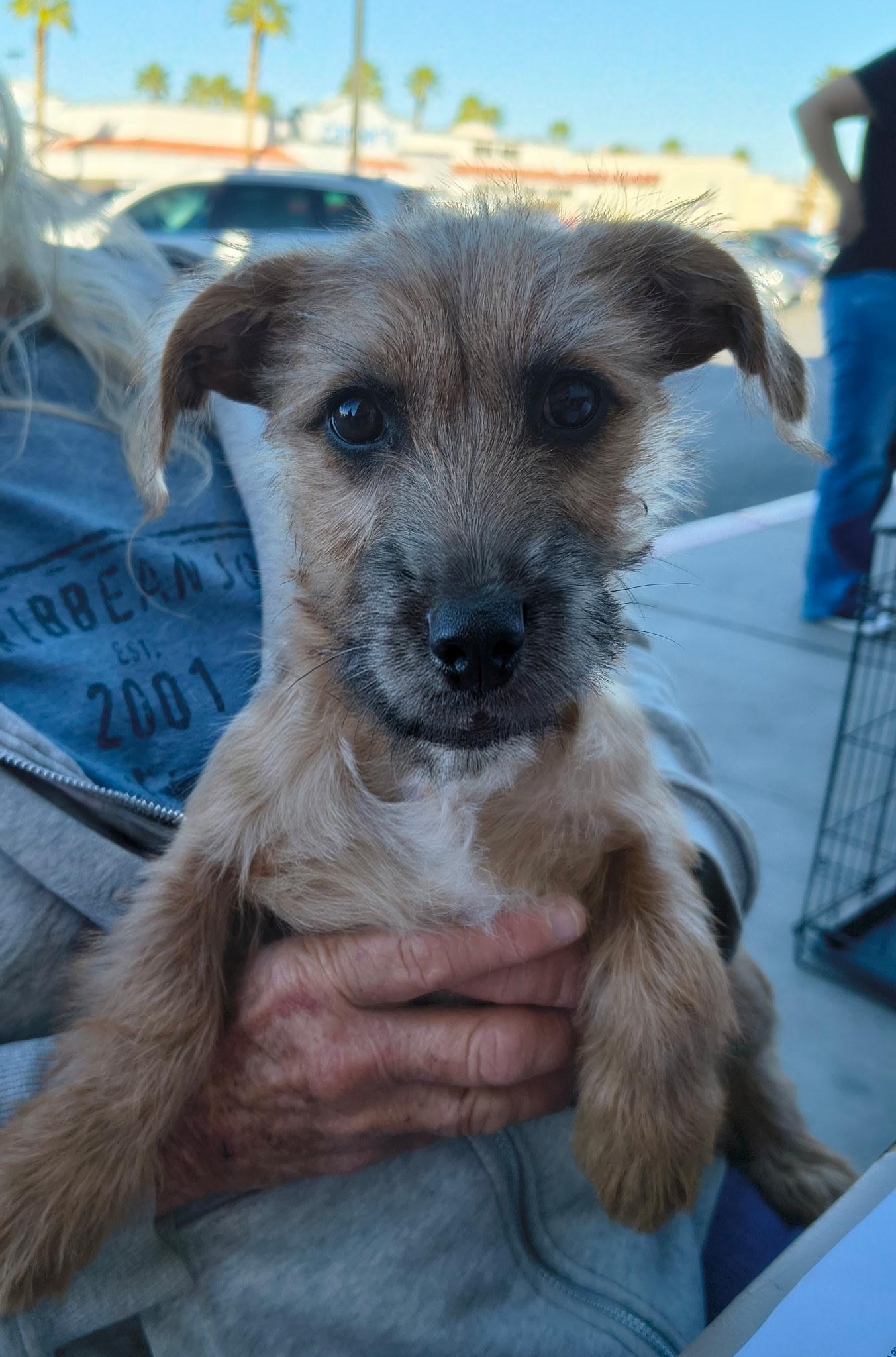 Oscar — thumbnail 3