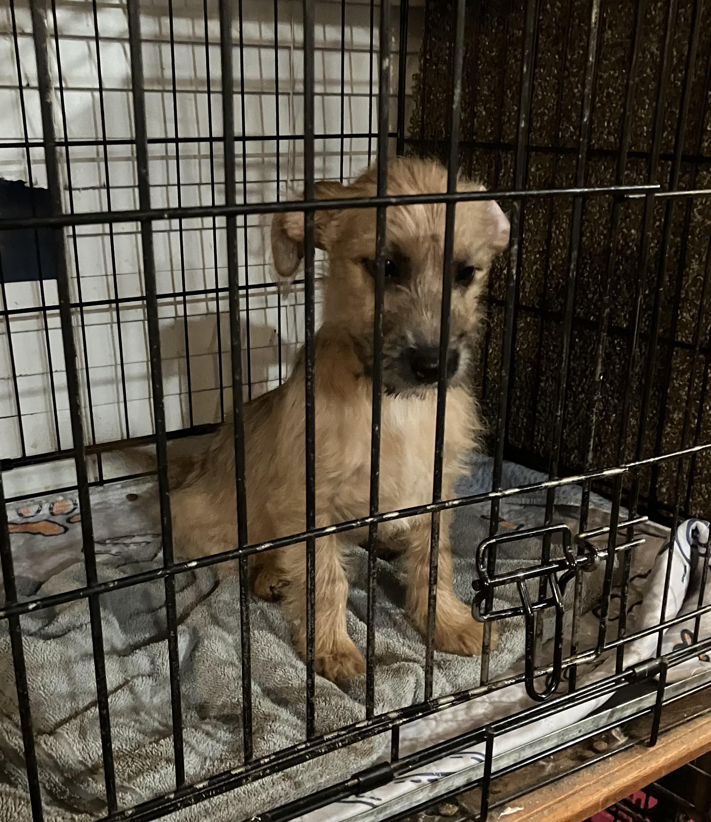 Oscar — thumbnail 4