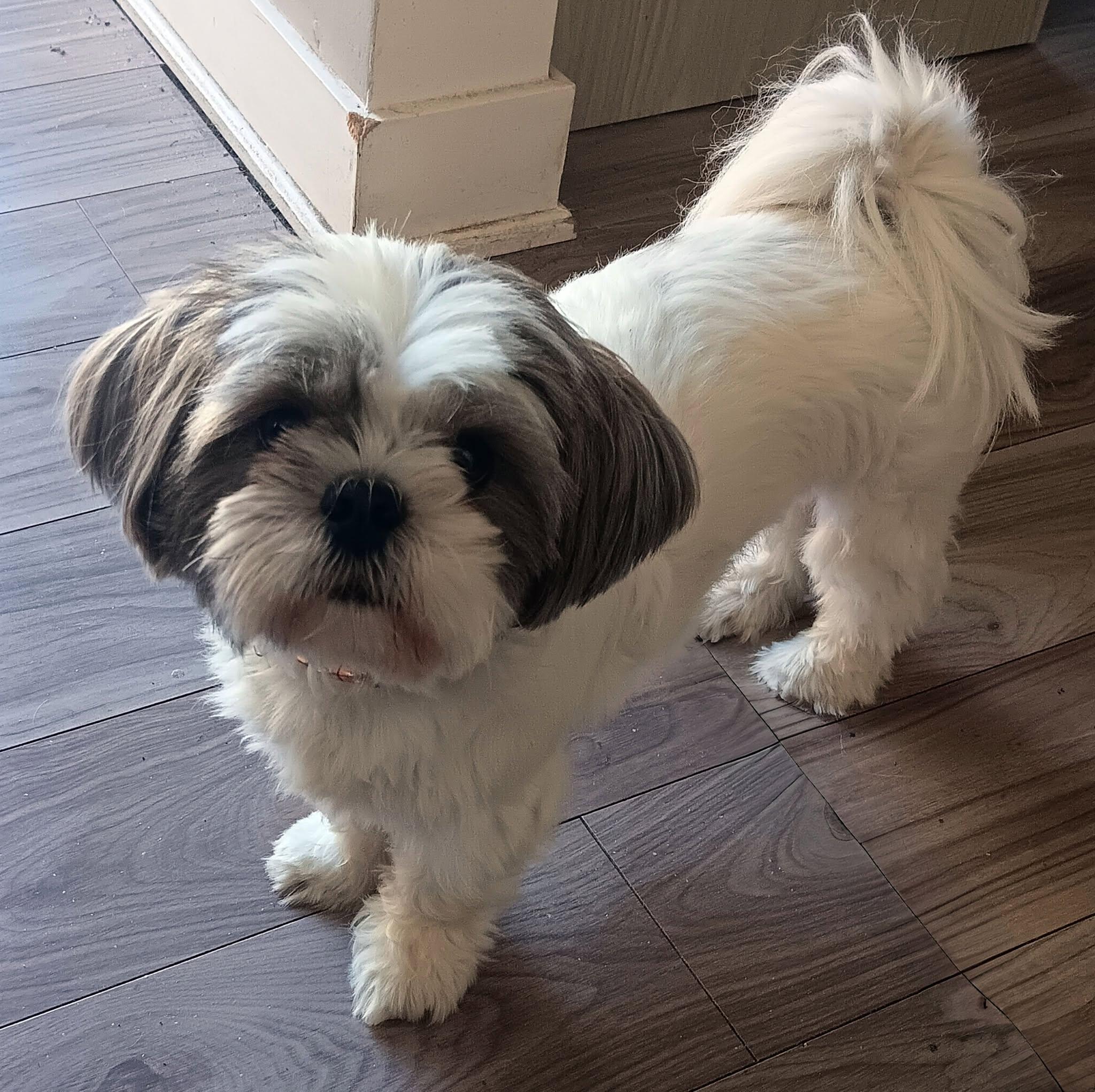 Bella, Adopted, Adult Female Shih Tzu.