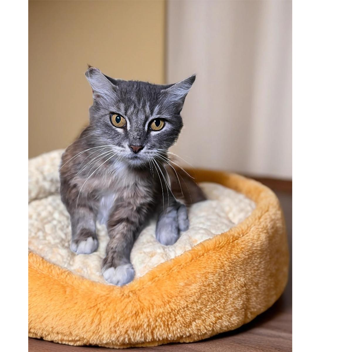 Petunia - FIV Positive - Senior, Adoptable, Senior Female Domestic Long Hair.