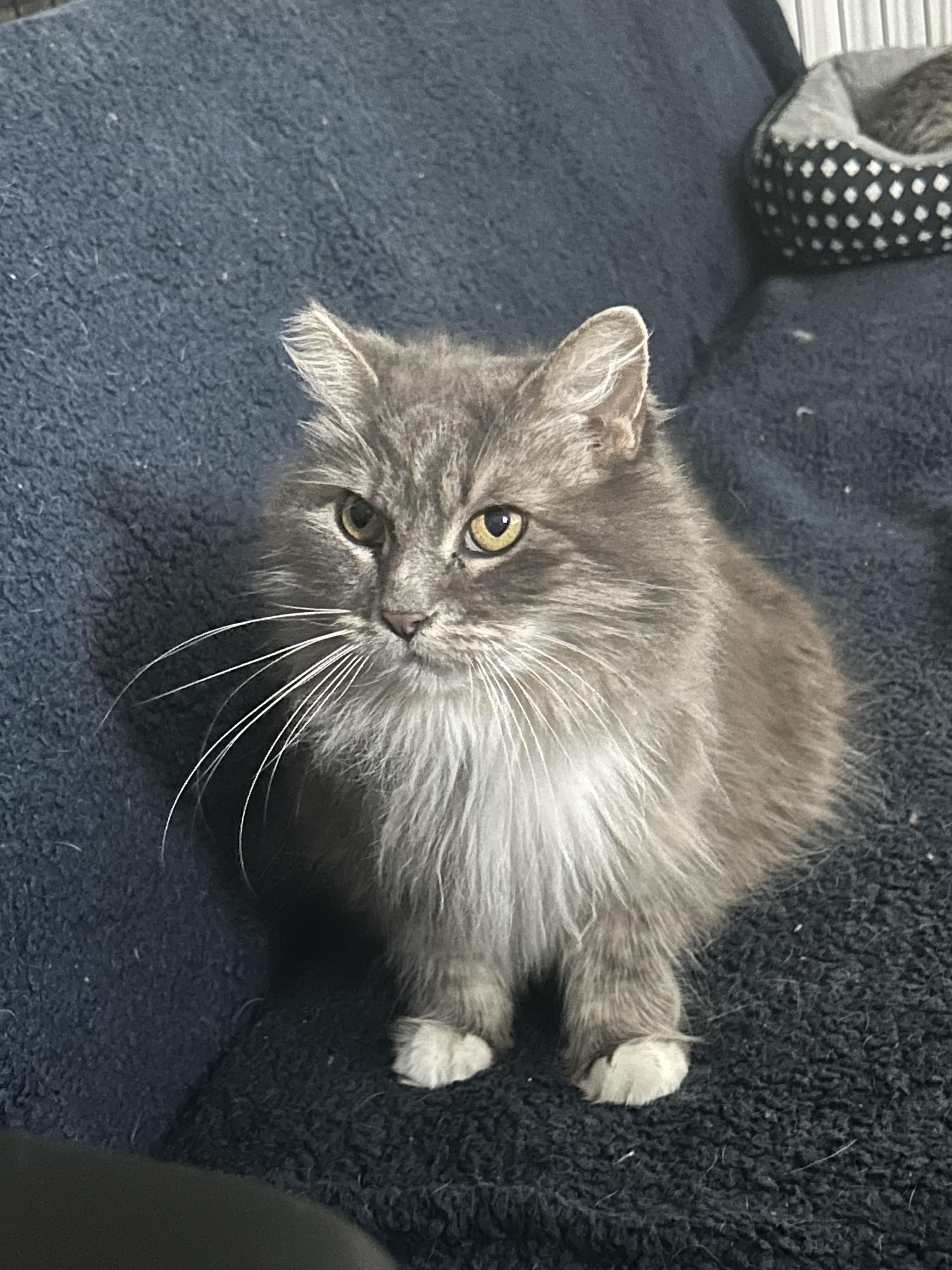 Petunia *Senior*, Adoptable, Senior Female Domestic Long Hair.