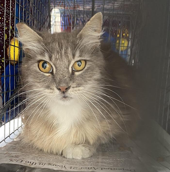 Petunia, Adult Female Domestic Long Hair