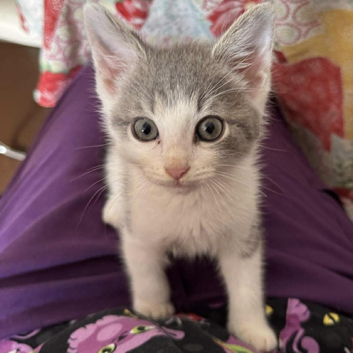 Stinky Pete “Spoke” 2