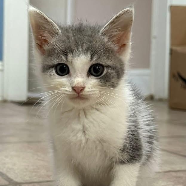 Stinky Pete “Spoke”