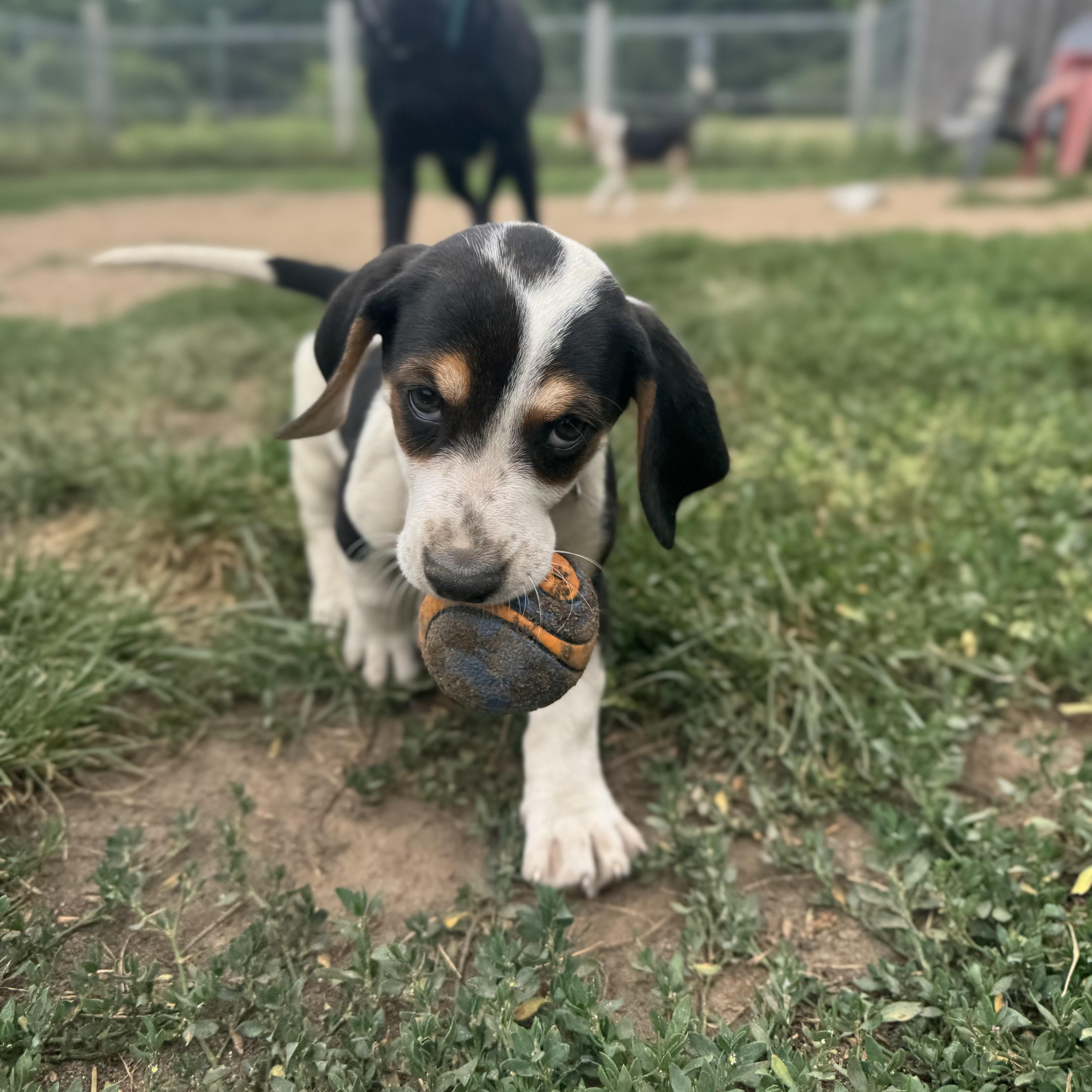 Enlarge Blake, a Adopted mixed breed in Mansfield, ON image 3/4