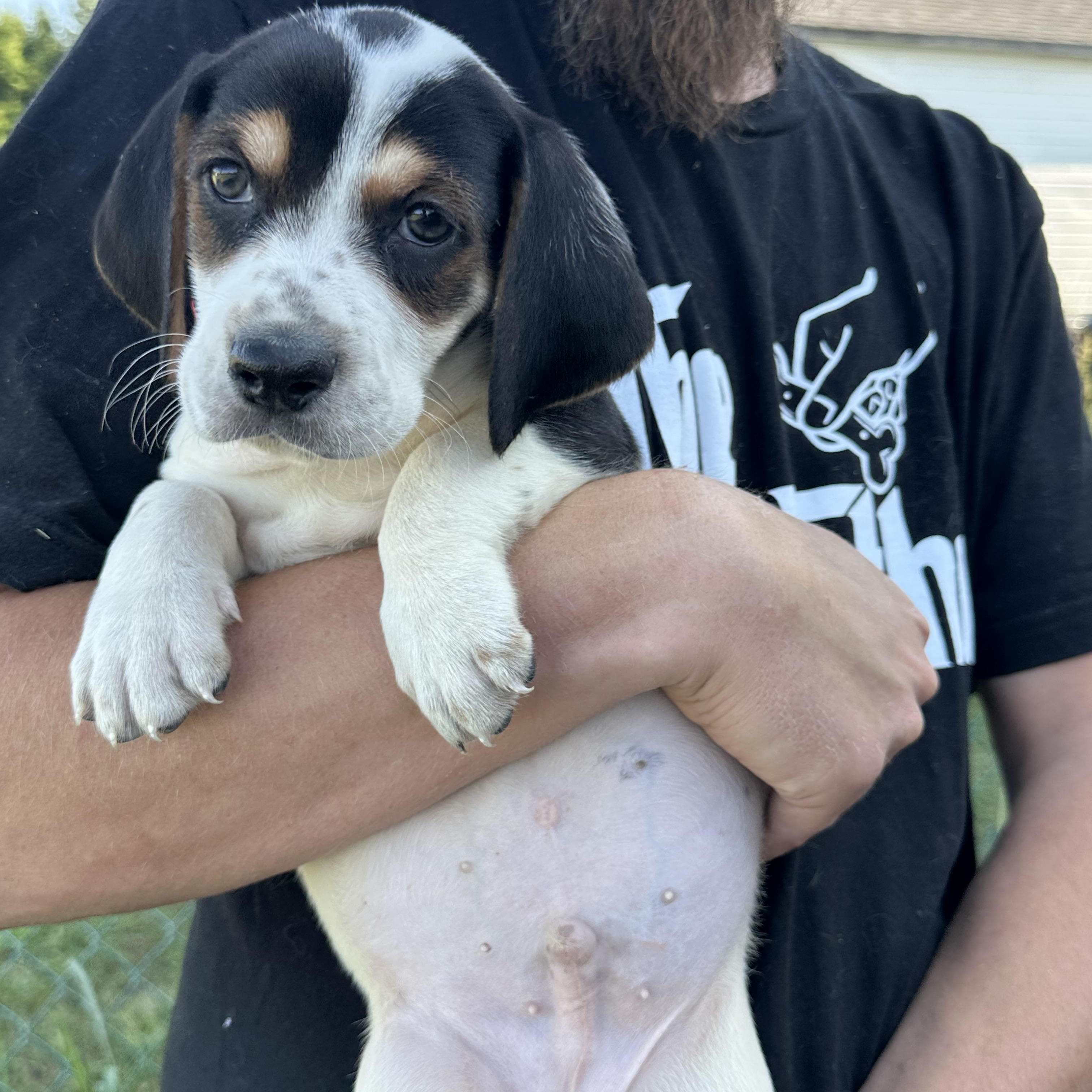 Enlarge Blake, a Adopted mixed breed in Mansfield, ON image 1/4