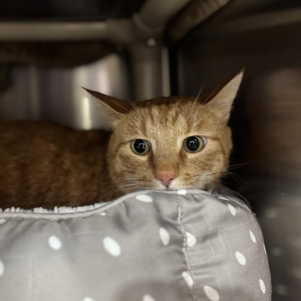 Enlarge Red, a Adoptable Domestic Short Hair in Spokane, WA image 1/1