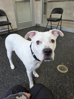 Enlarge Snow, a Adoptable mixed breed in Scotia, NY image 1/3