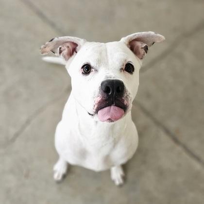 Enlarge Snow, a Adoptable mixed breed in Scotia, NY image 2/3