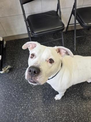 Enlarge Snow, a Adoptable mixed breed in Scotia, NY image 3/3