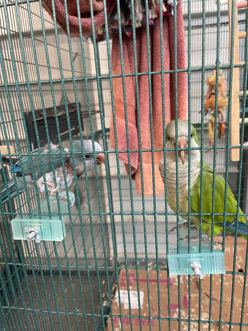 Enlarge Pit Bull and his mate, a Adoptable mixed breed in Bend, OR image 1/1