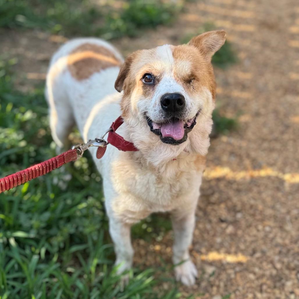 Rost, a Adoptable Mixed Breed in Fredericksburg, VA image 1/3