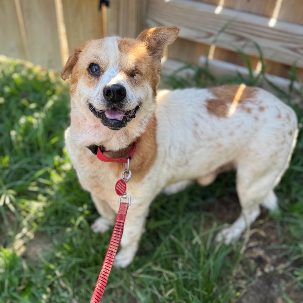 Rost, a Adoptable Mixed Breed in Fredericksburg, VA image 2/3