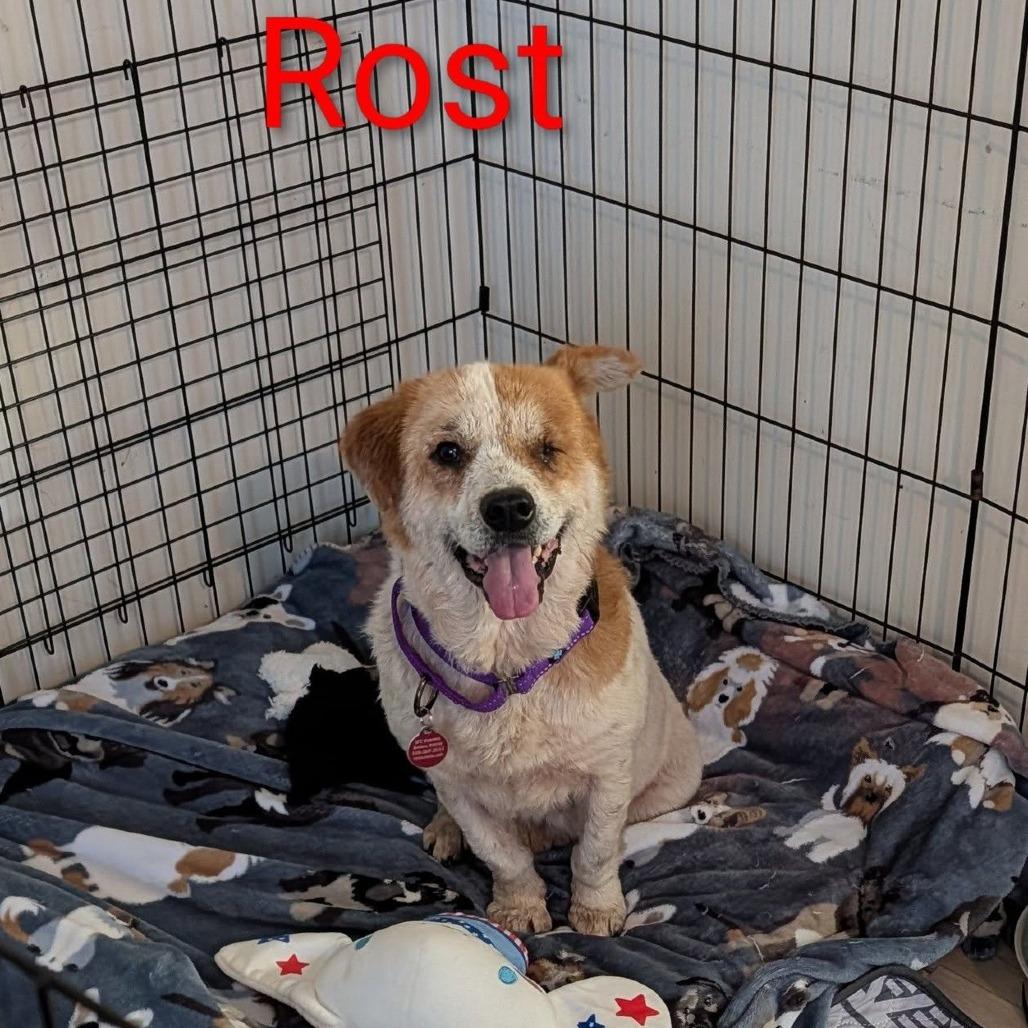 Rost, a Adoptable Mixed Breed in Fredericksburg, VA image 3/3