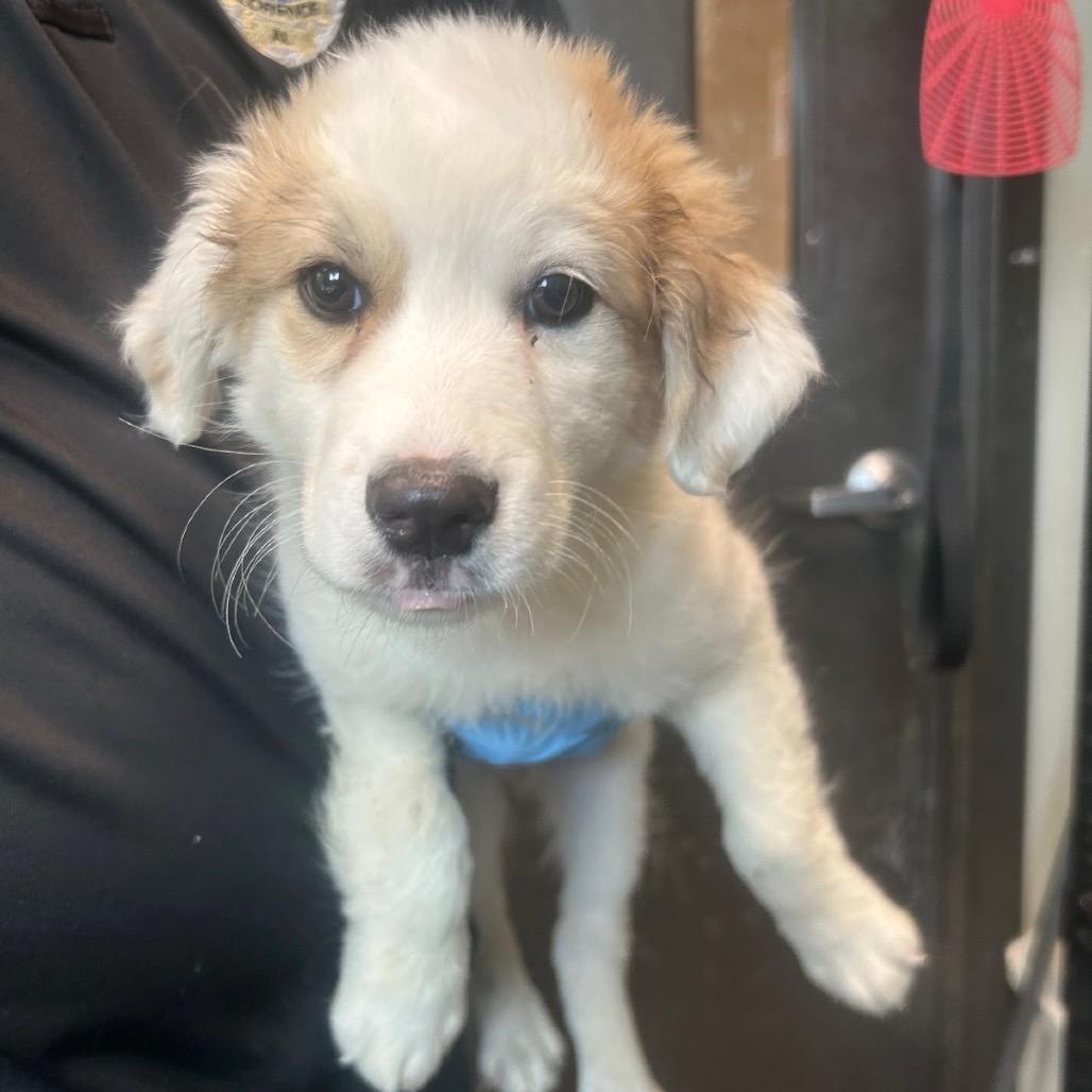 Kimber (in PA), Adoptable, Puppy Female Great Pyrenees.