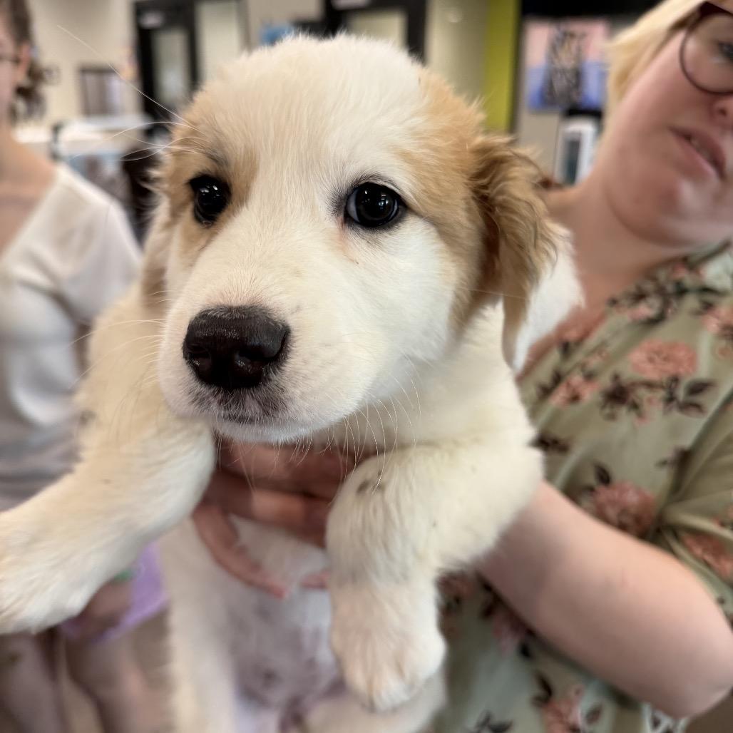 Enlarge Kimber (in PA), a Adoptable Great Pyrenees in Shoemakersville, PA image 2/4