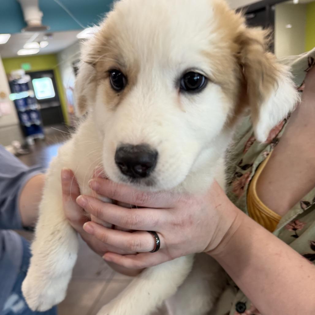 Enlarge Kimber (in PA), a Adoptable Great Pyrenees in Shoemakersville, PA image 3/4
