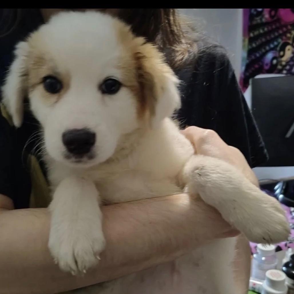 Enlarge Kimber (in PA), a Adoptable Great Pyrenees in Shoemakersville, PA image 4/4