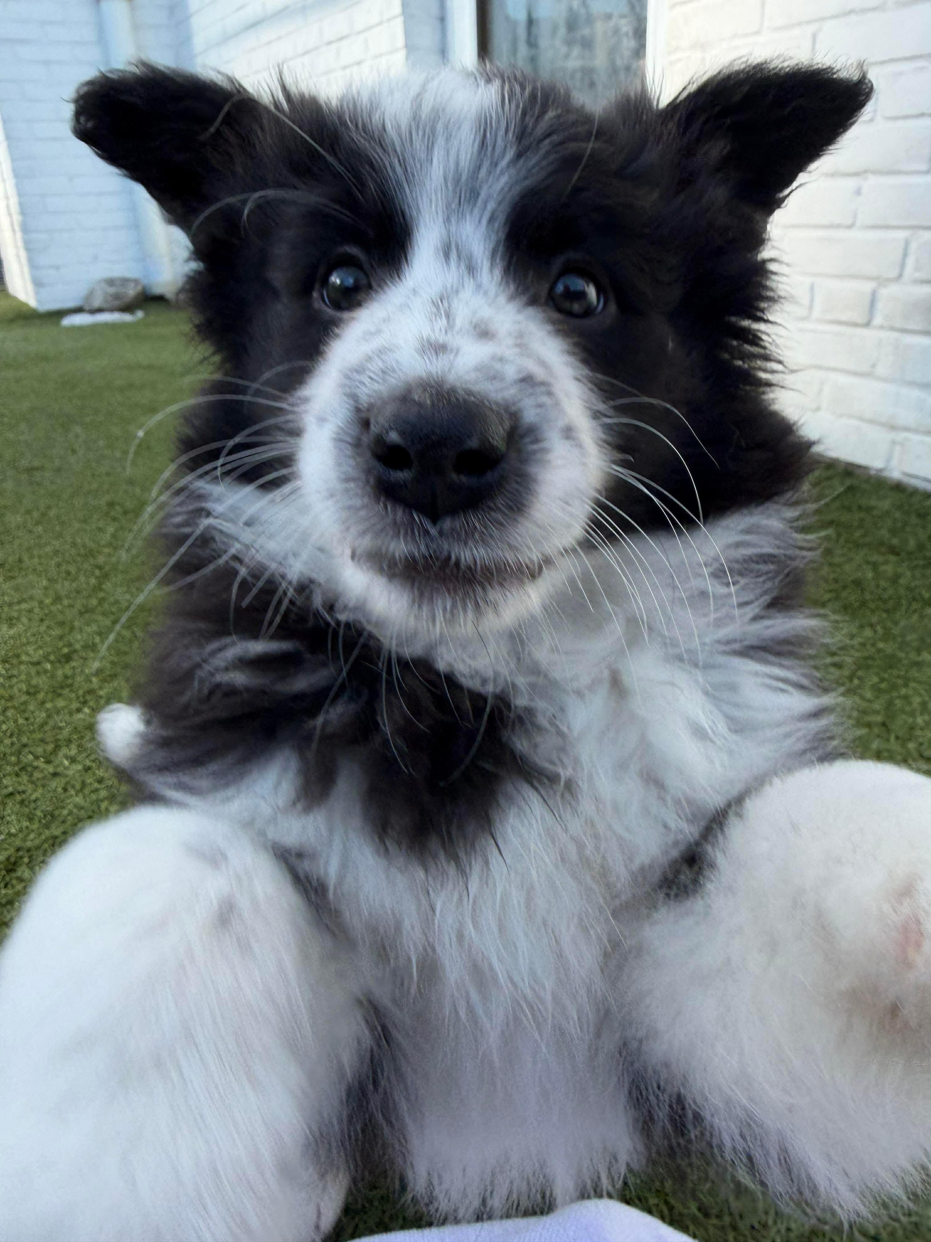 COUNT DOWN, adopted, Puppy Male Border Collie.