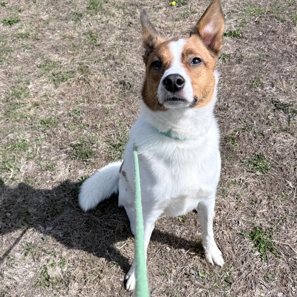 Enlarge Colt, a Adoptable mixed breed in Saint Cloud, MN image 1/6