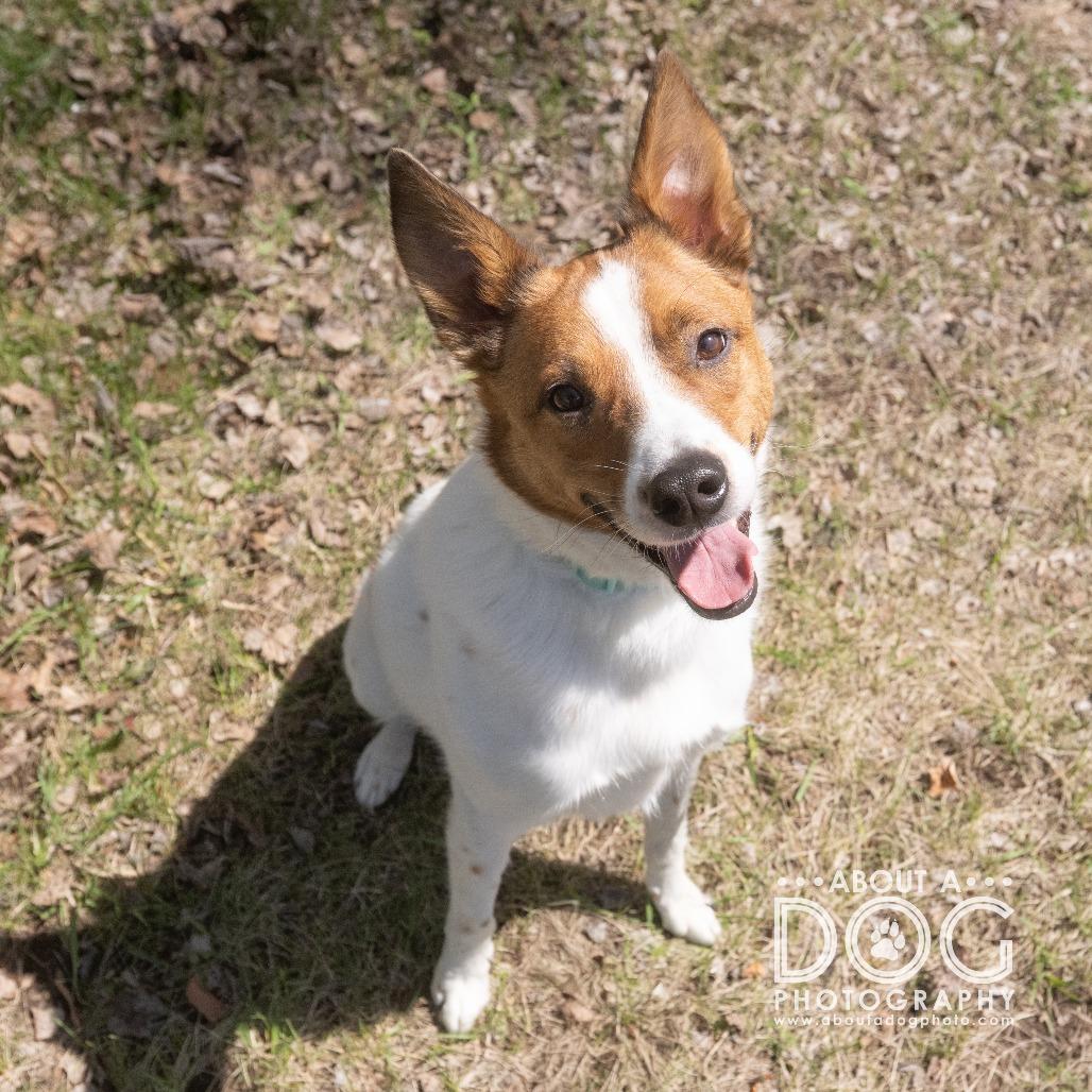 Enlarge Colt, a Adoptable mixed breed in Saint Cloud, MN image 3/6