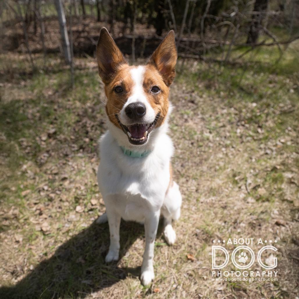 Enlarge Colt, a Adoptable mixed breed in Saint Cloud, MN image 4/6