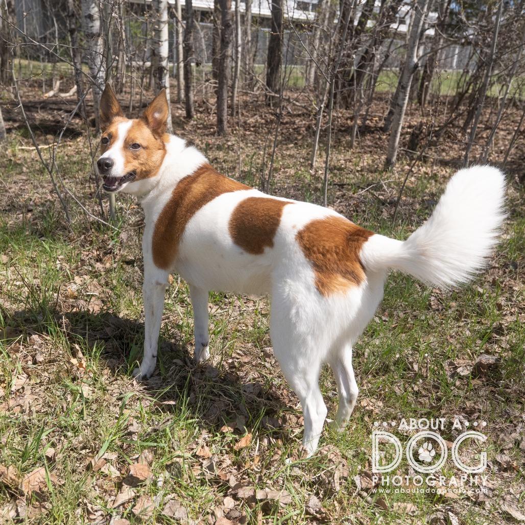 Enlarge Colt, a Adoptable mixed breed in Saint Cloud, MN image 5/6