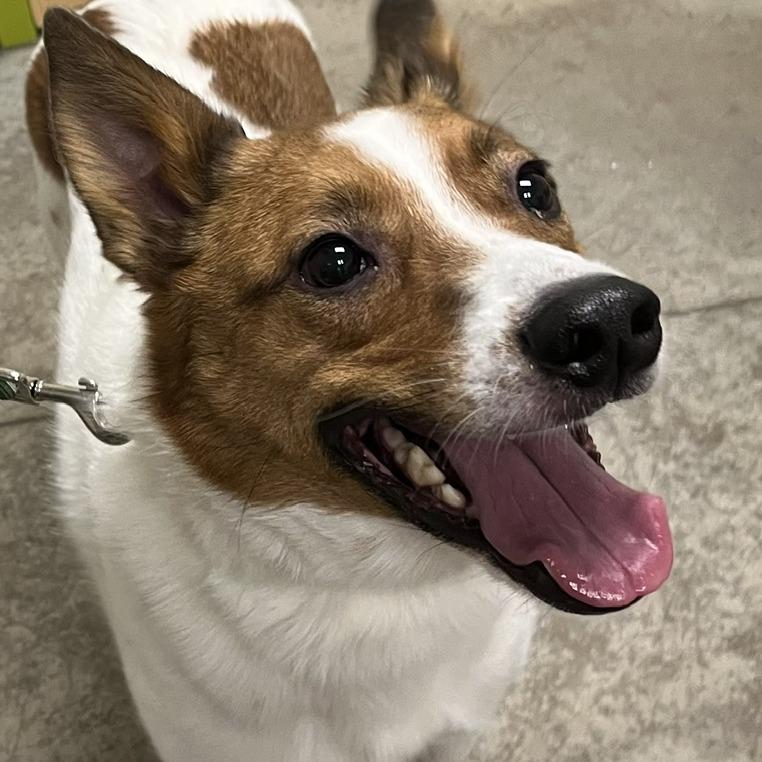 Enlarge Colt, a Adoptable mixed breed in Saint Cloud, MN image 6/6