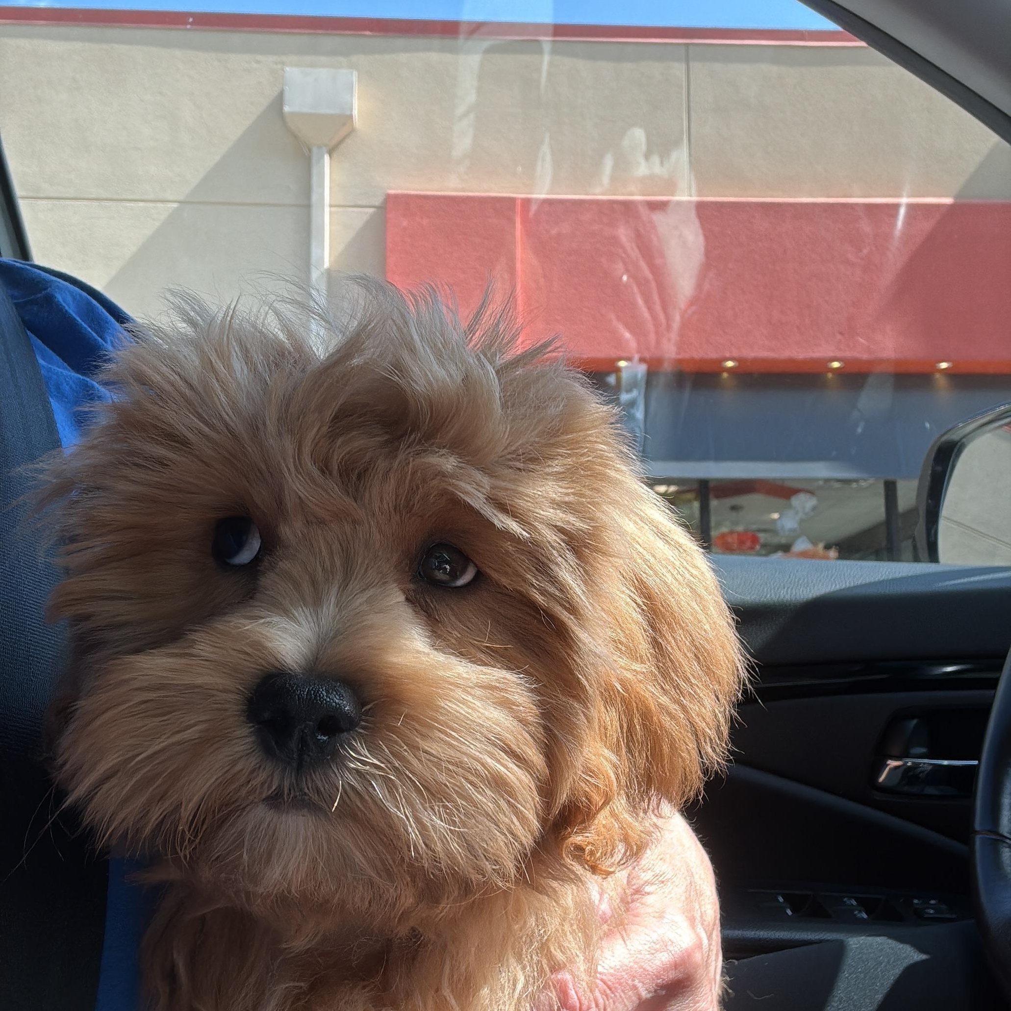 Obie