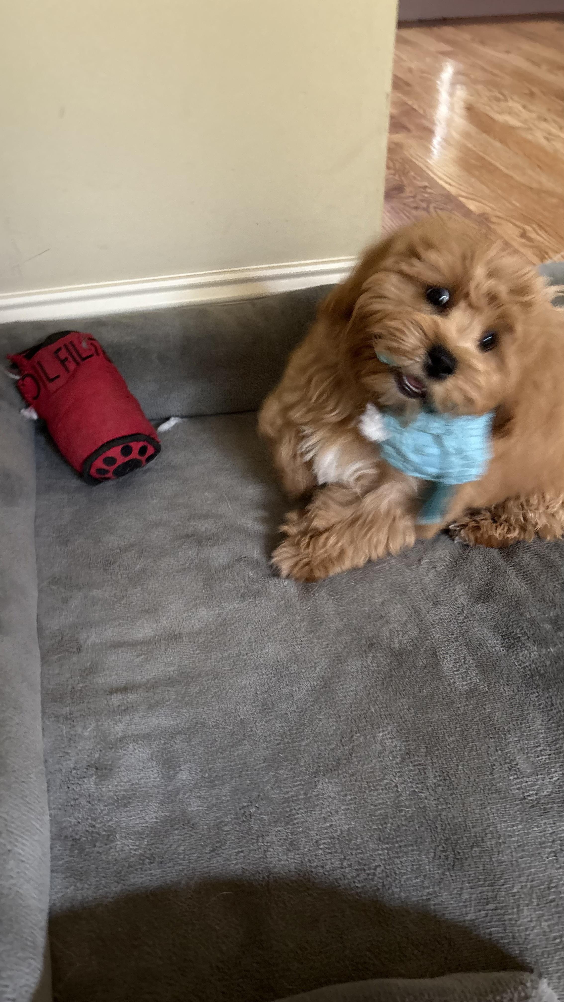 Obie