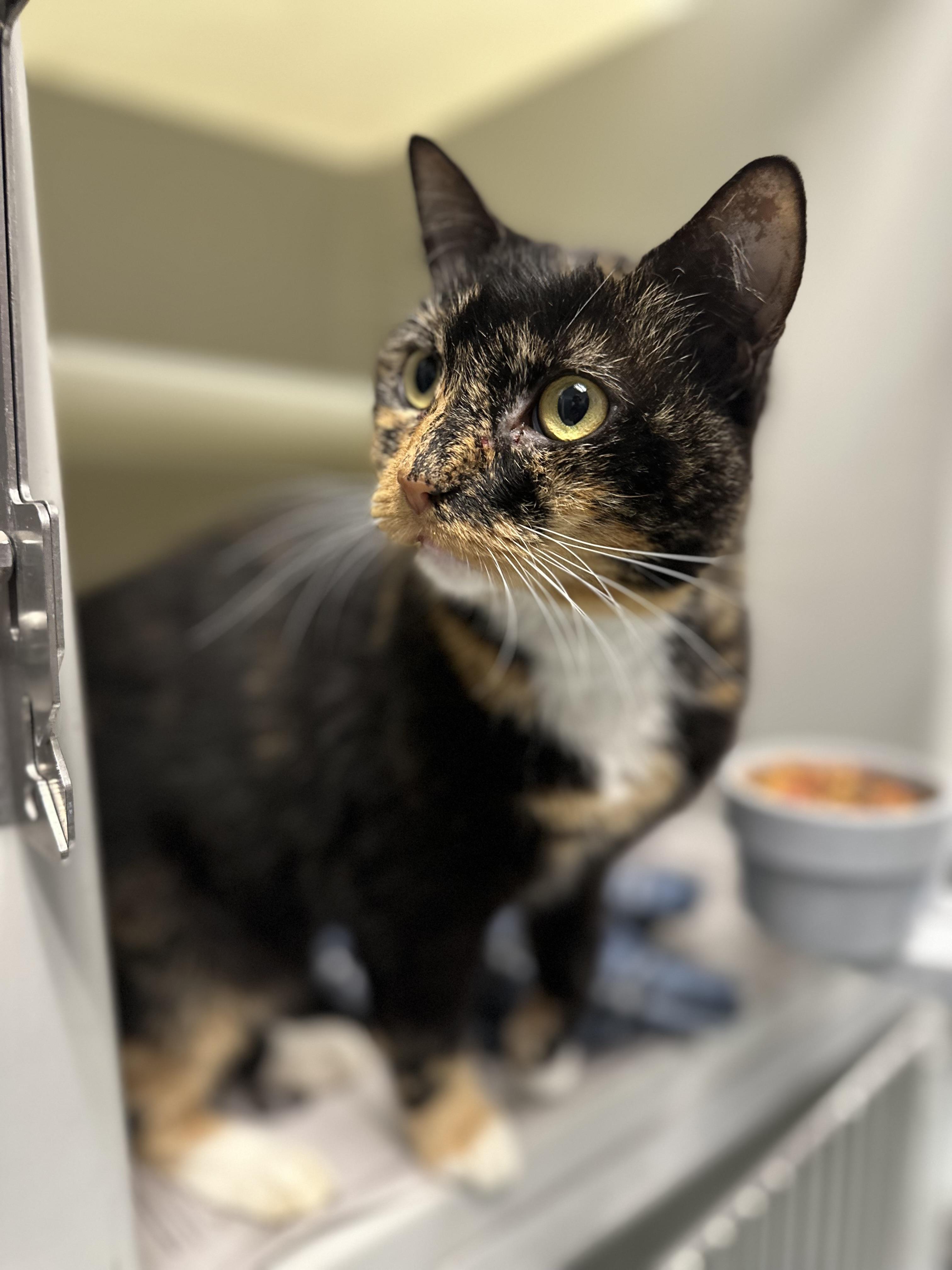 Barbara, Adoptable, Adult Female Domestic Short Hair.