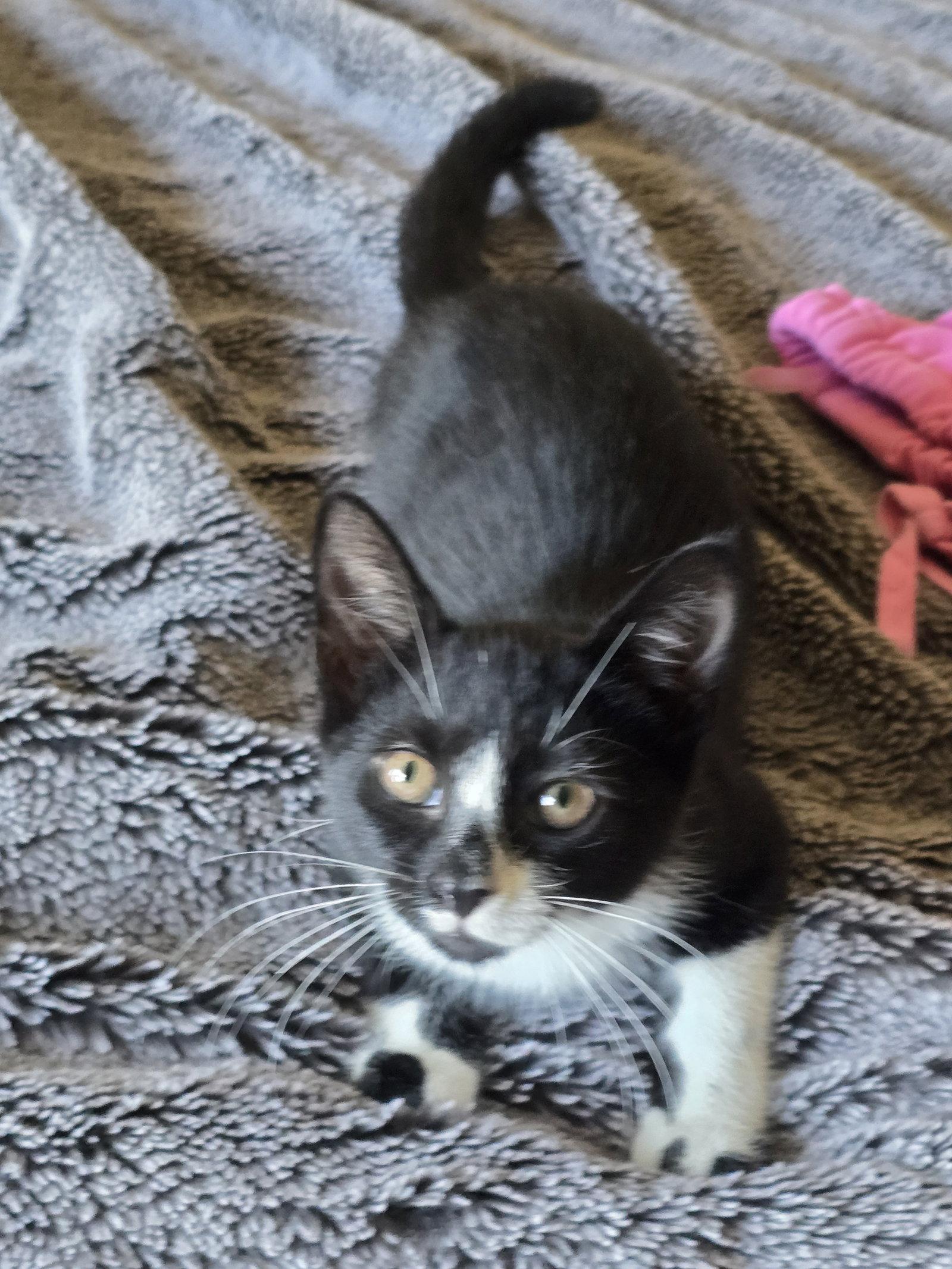 Enlarge Clyde, Willow Grove Area, (FCID, a Adoptable Domestic Short Hair in Greenville, DE image 2/2