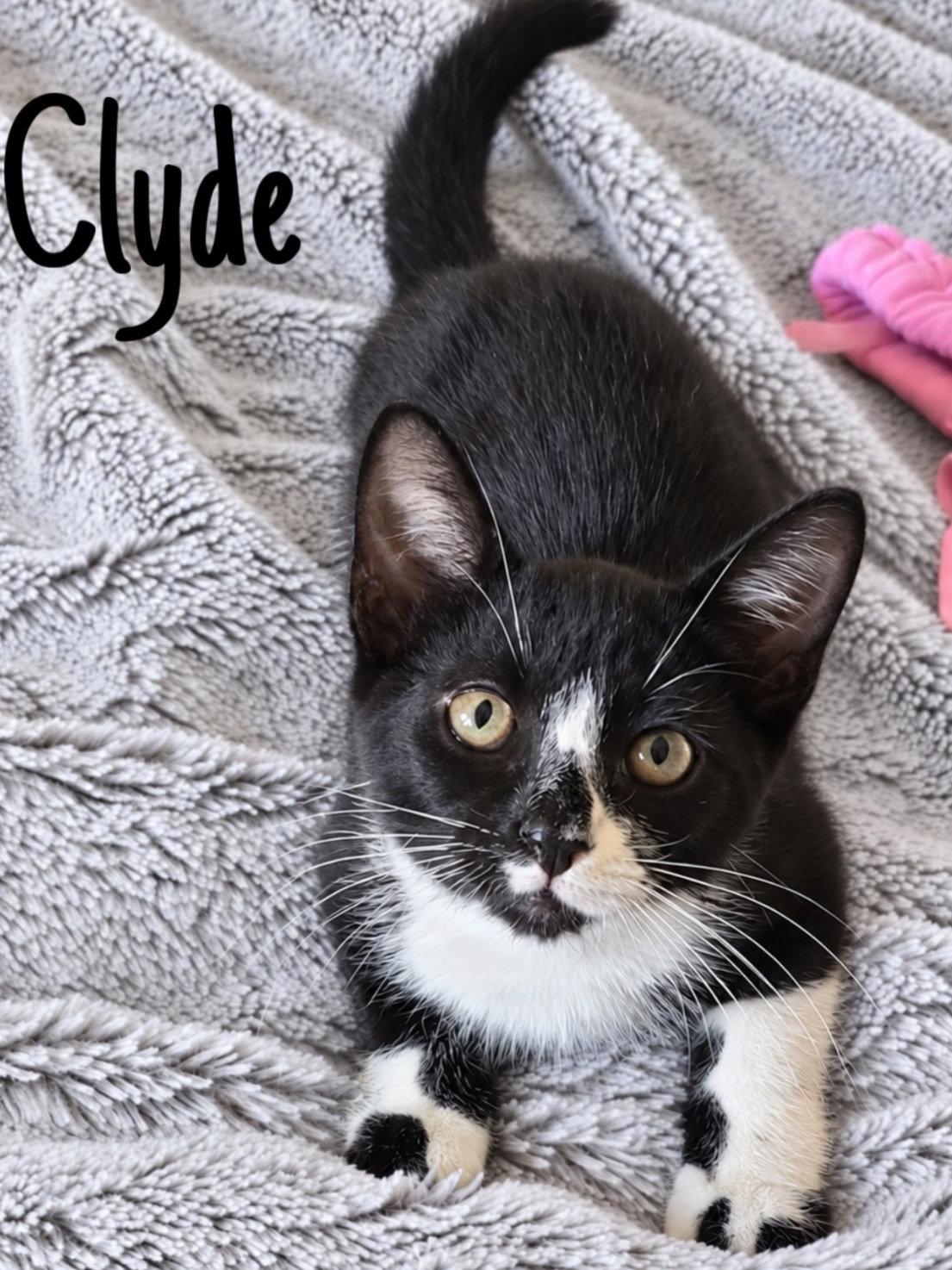 Clyde, Willow Grove Area, (FCID, Adoptable, Kitten Male Domestic Short Hair.