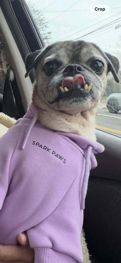 Jeter Available SOON, Adoptable, Senior Male Pug.