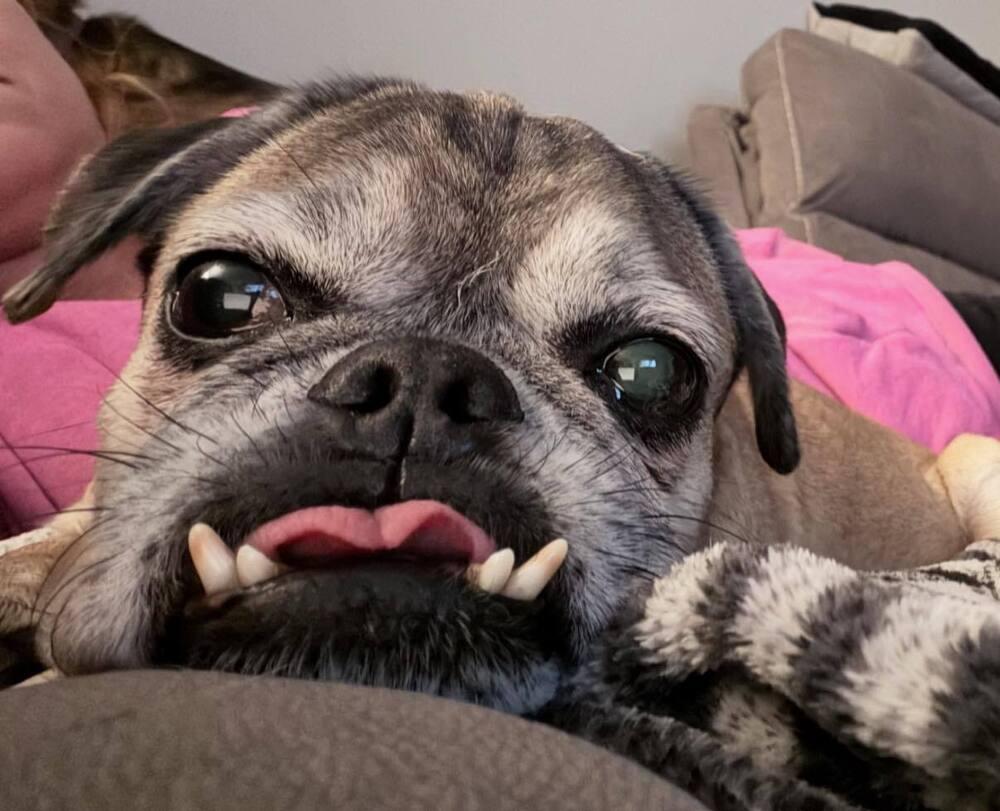 Jeter, a Adoptable Pug in Huntington, NY image 2/5