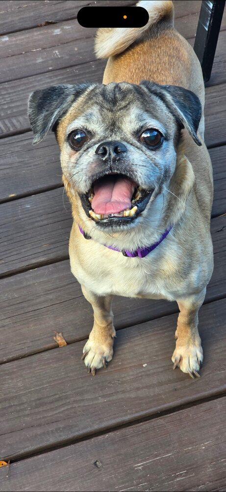 Jeter Available SOON, a Adoptable Pug in Huntington, NY image 2/3