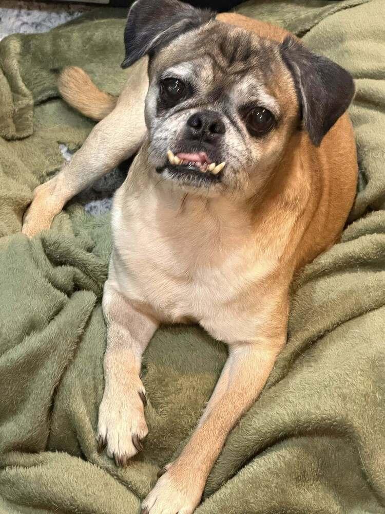 Jeter, a Adoptable Pug in Huntington, NY image 4/5