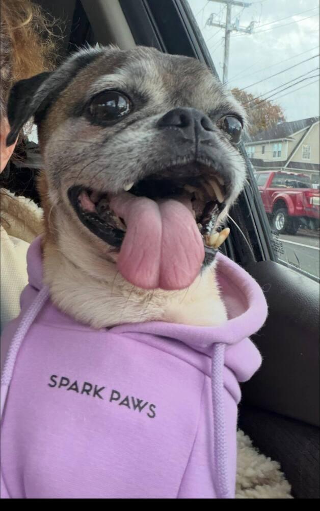 Jeter Available SOON, a Adoptable Pug in Huntington, NY image 3/3