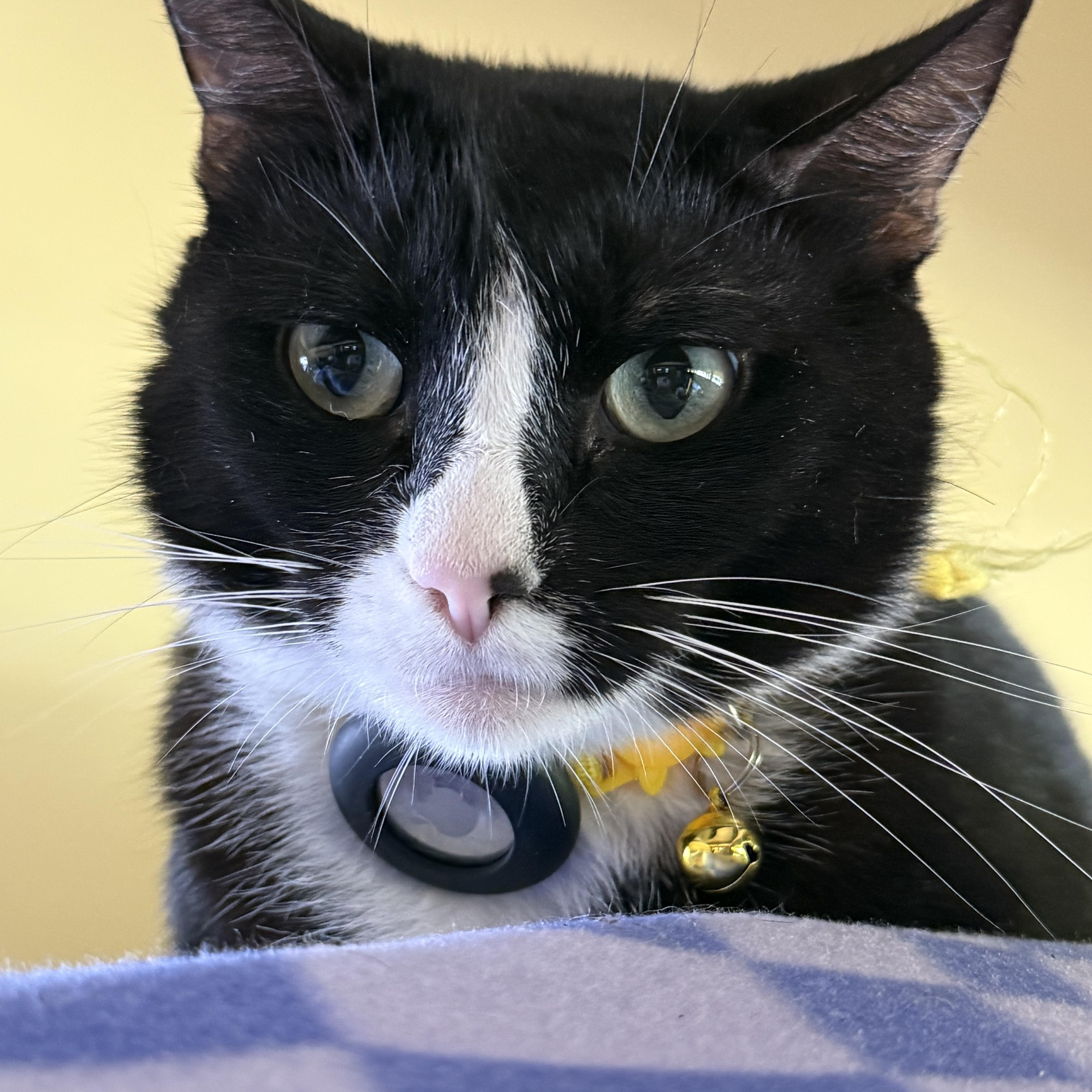 Dawn, Adoptable, Young Female Domestic Short Hair.