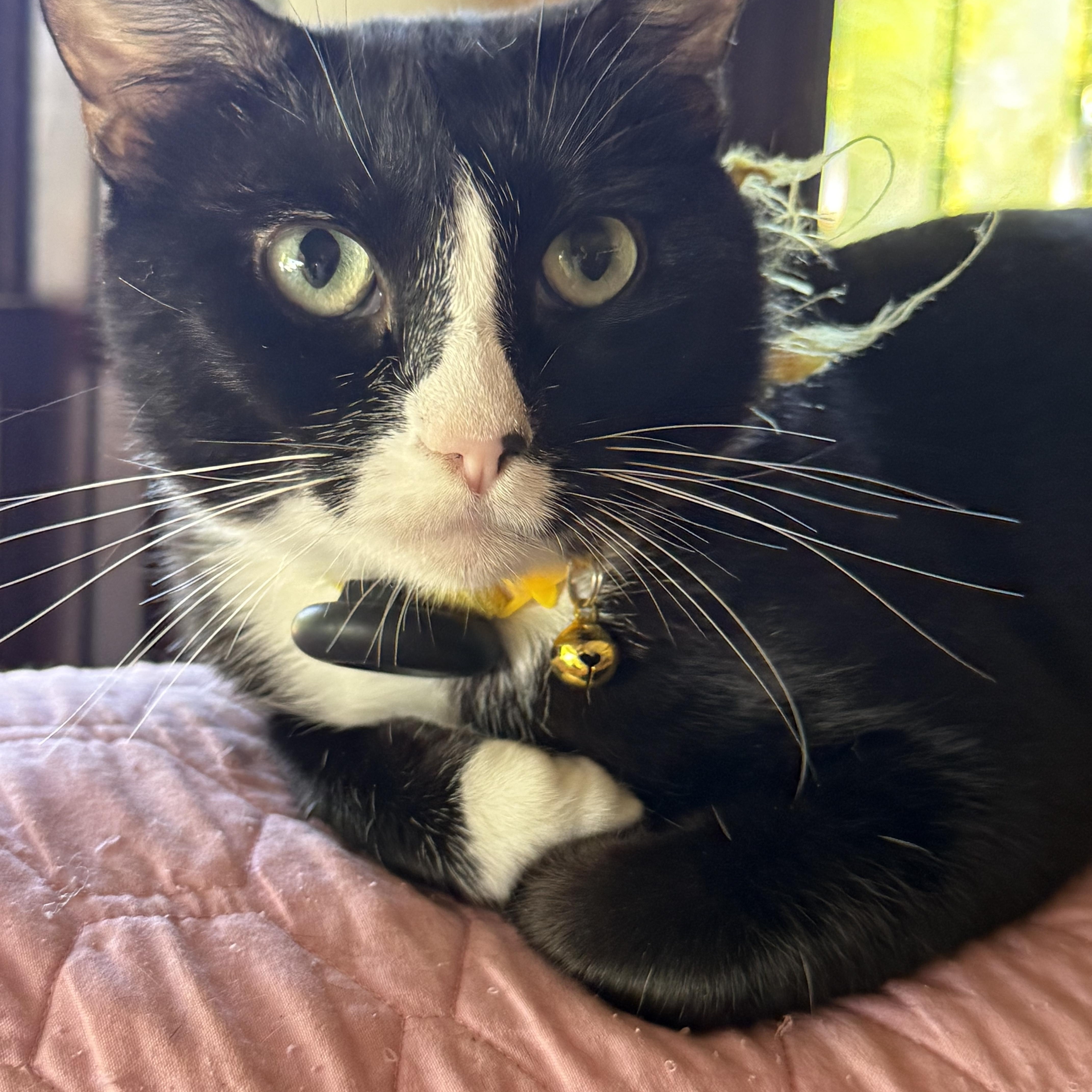 Dawn — thumbnail 2