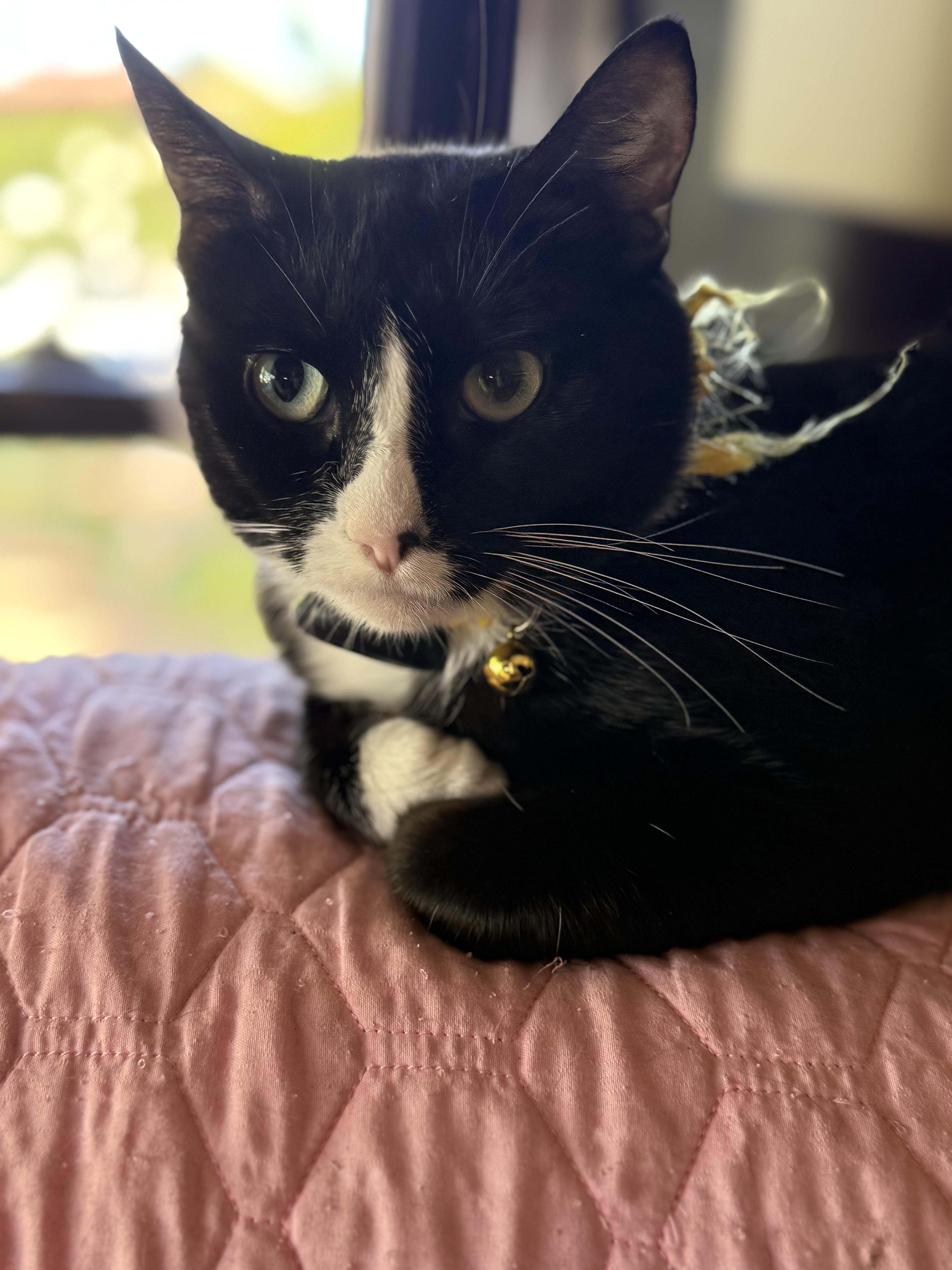 Dawn — thumbnail 5