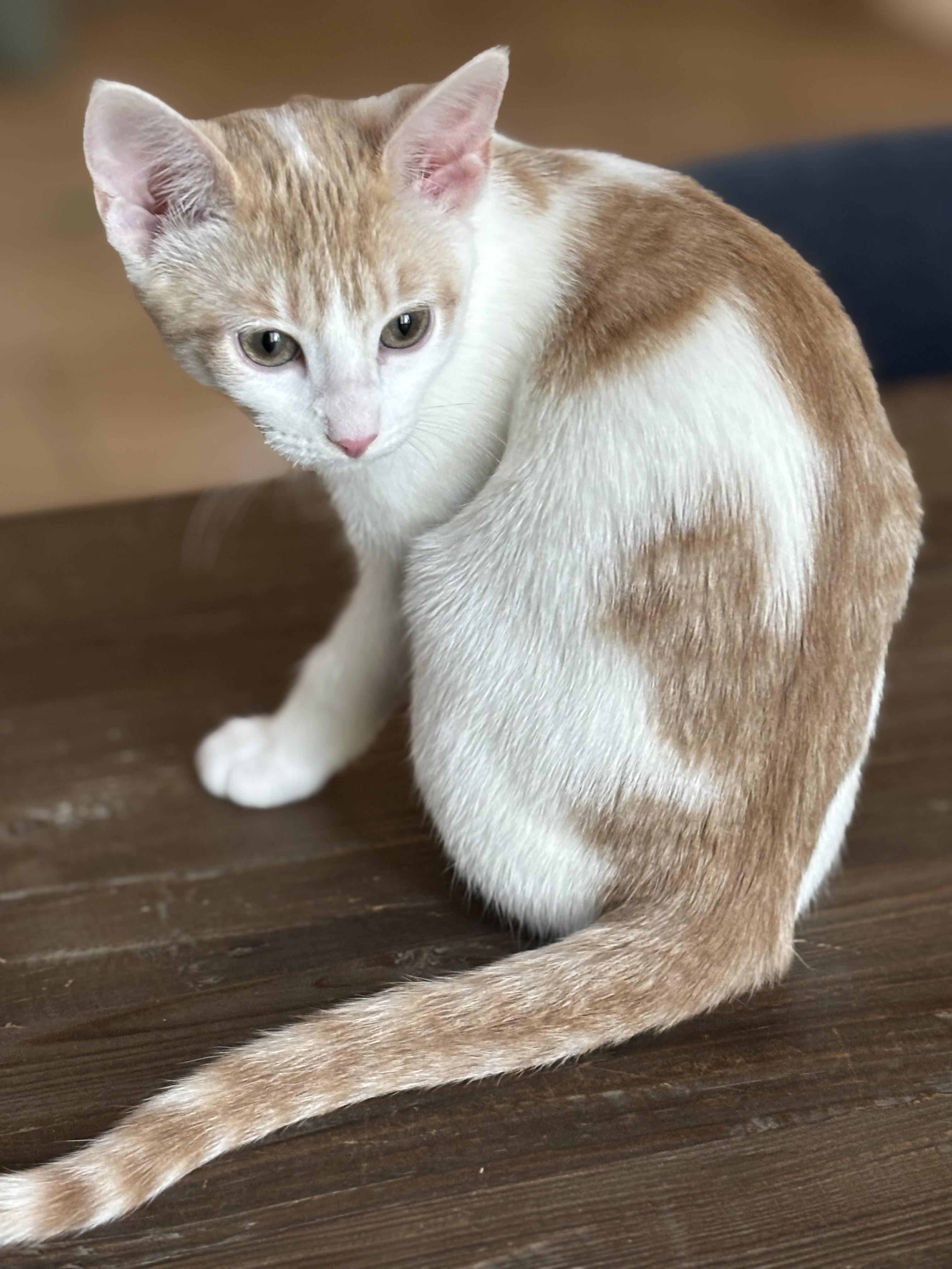 Cream, an adoptable American Shorthair in Lubbock, TX, 79490 | Photo Image 2