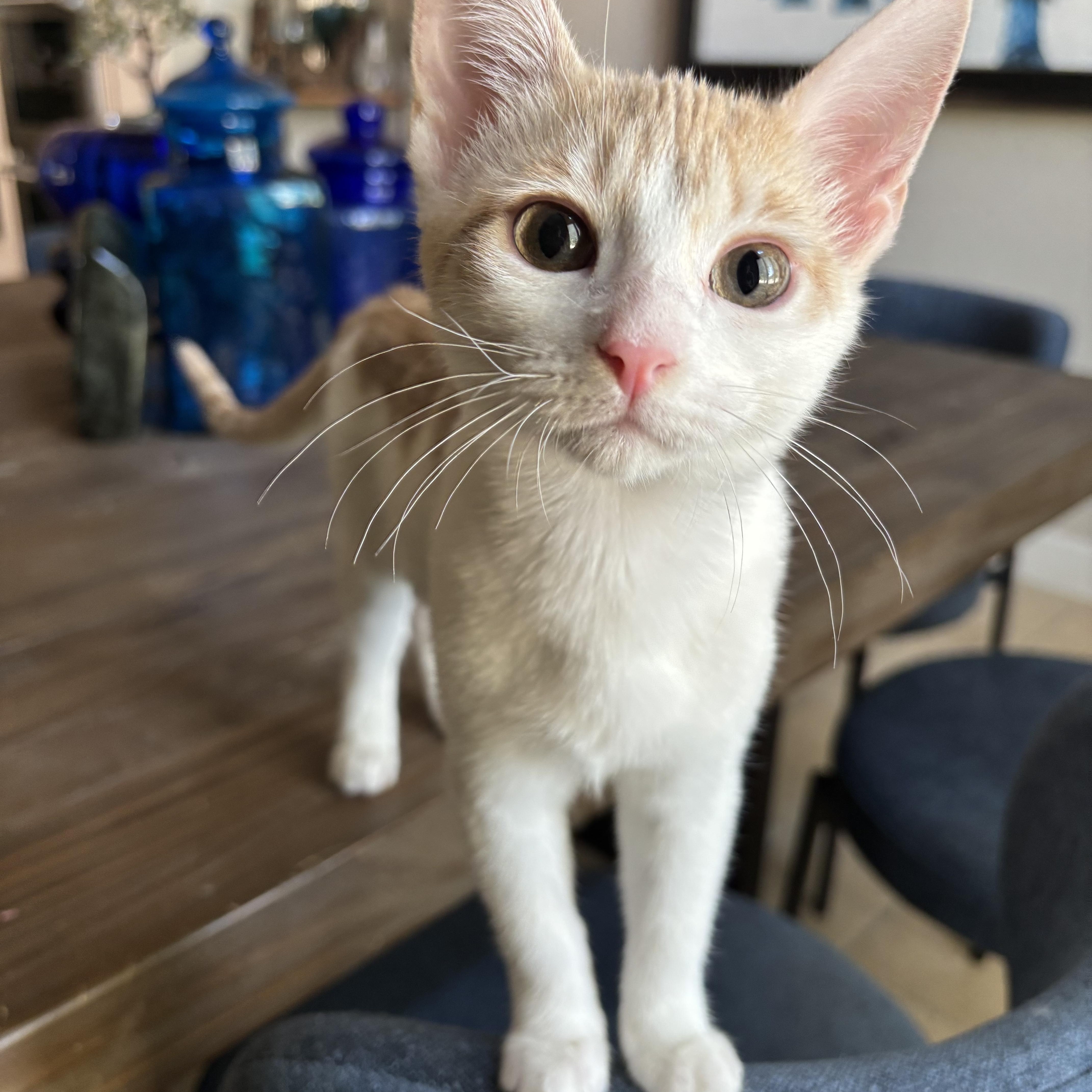 Cream, an adoptable American Shorthair in Lubbock, TX, 79490 | Photo Image 3