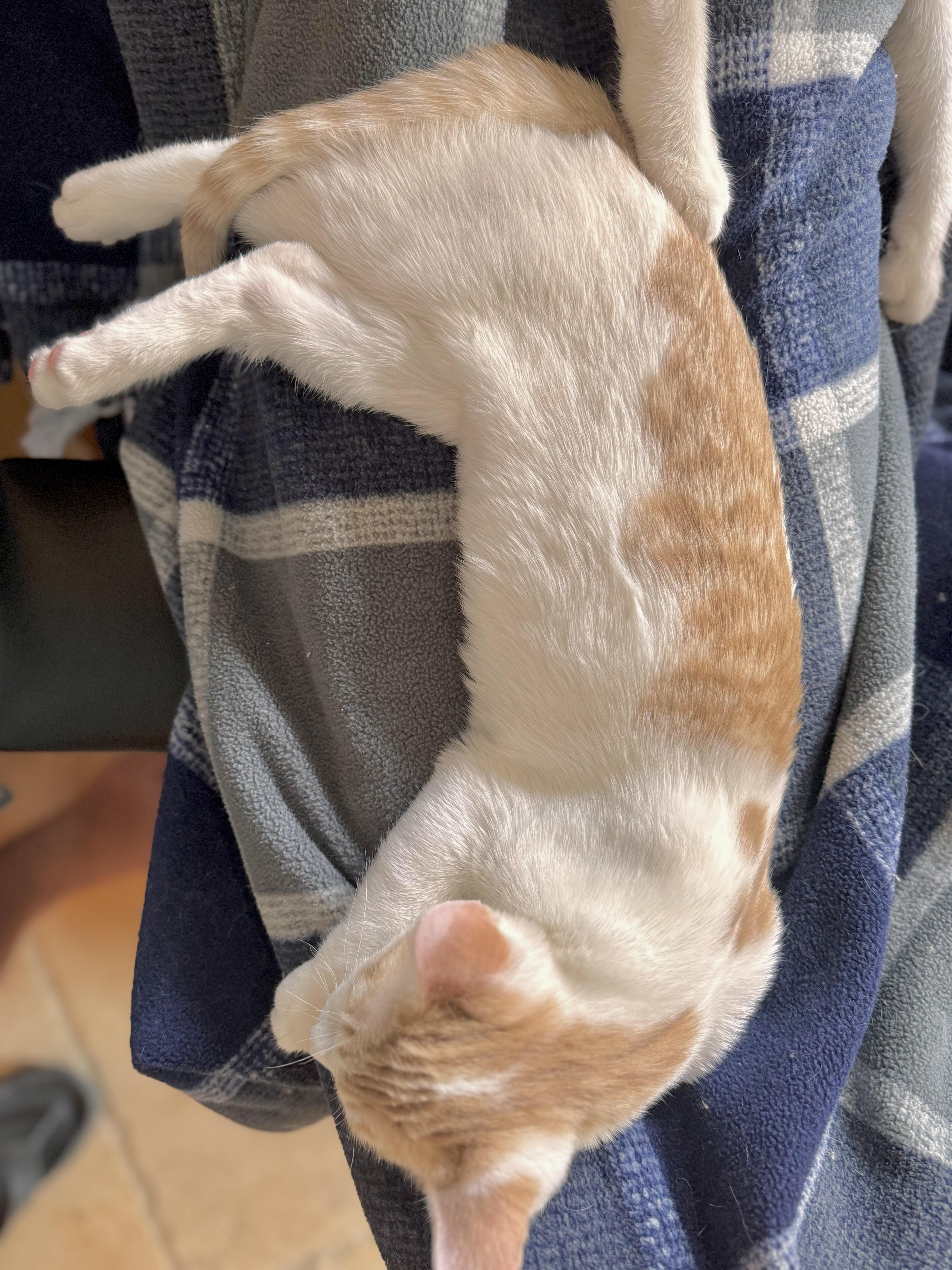 Cream, an adoptable American Shorthair in Lubbock, TX, 79490 | Photo Image 1