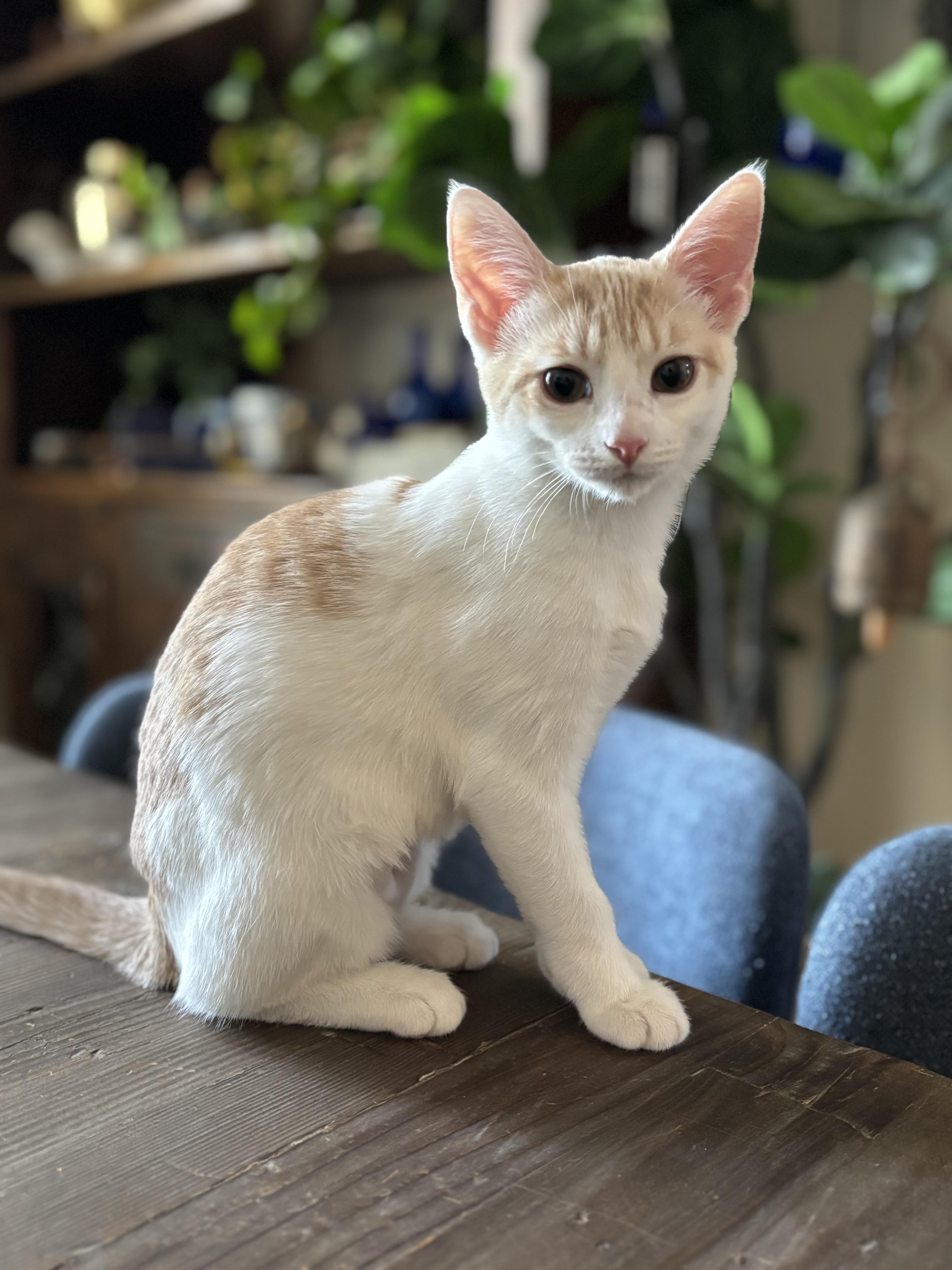 Cream, an adoptable American Shorthair in Lubbock, TX, 79490 | Photo Image 4