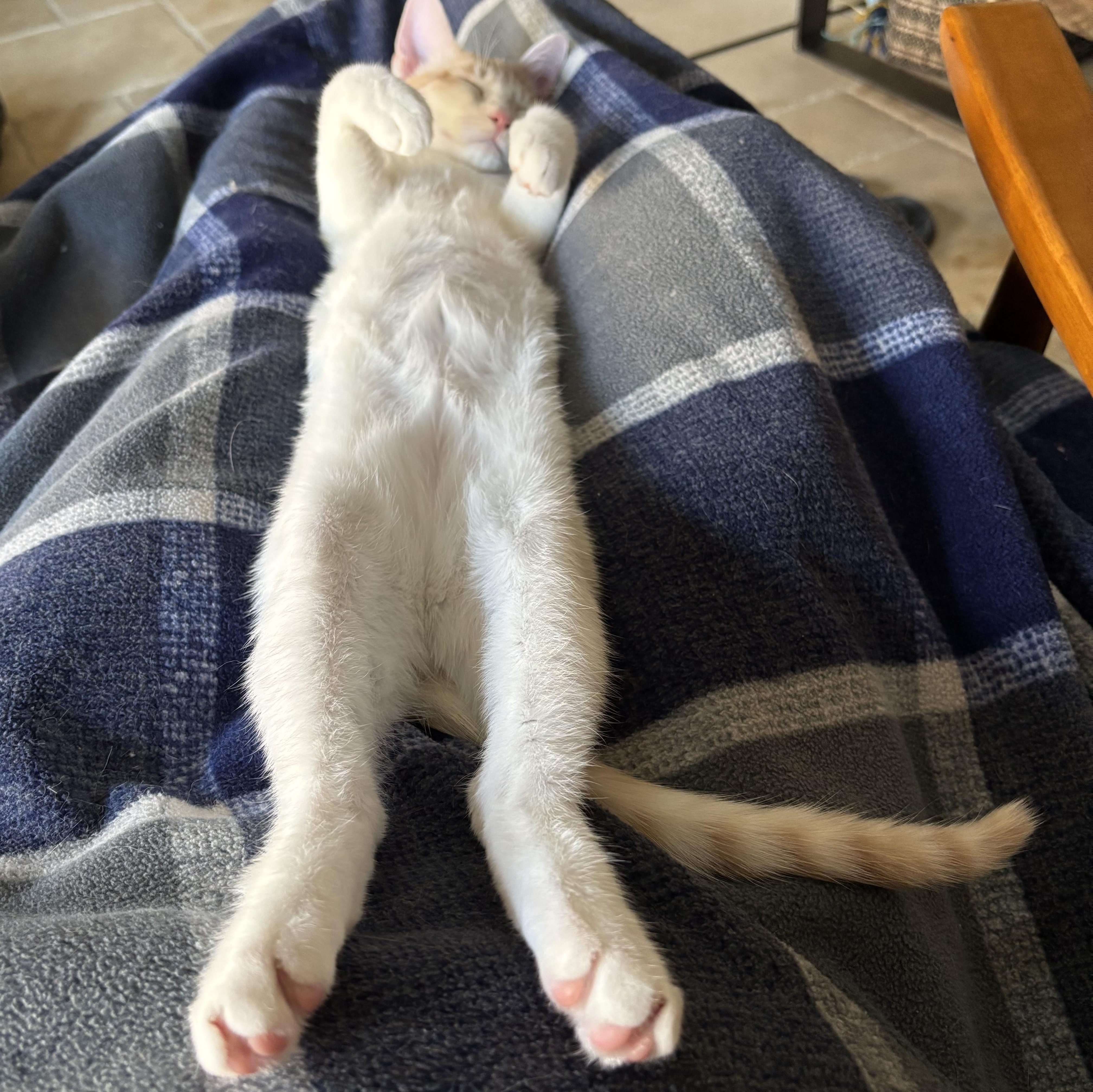 Creamsicle, an adoptable American Shorthair in Lubbock, TX, 79490 | Photo Image 3