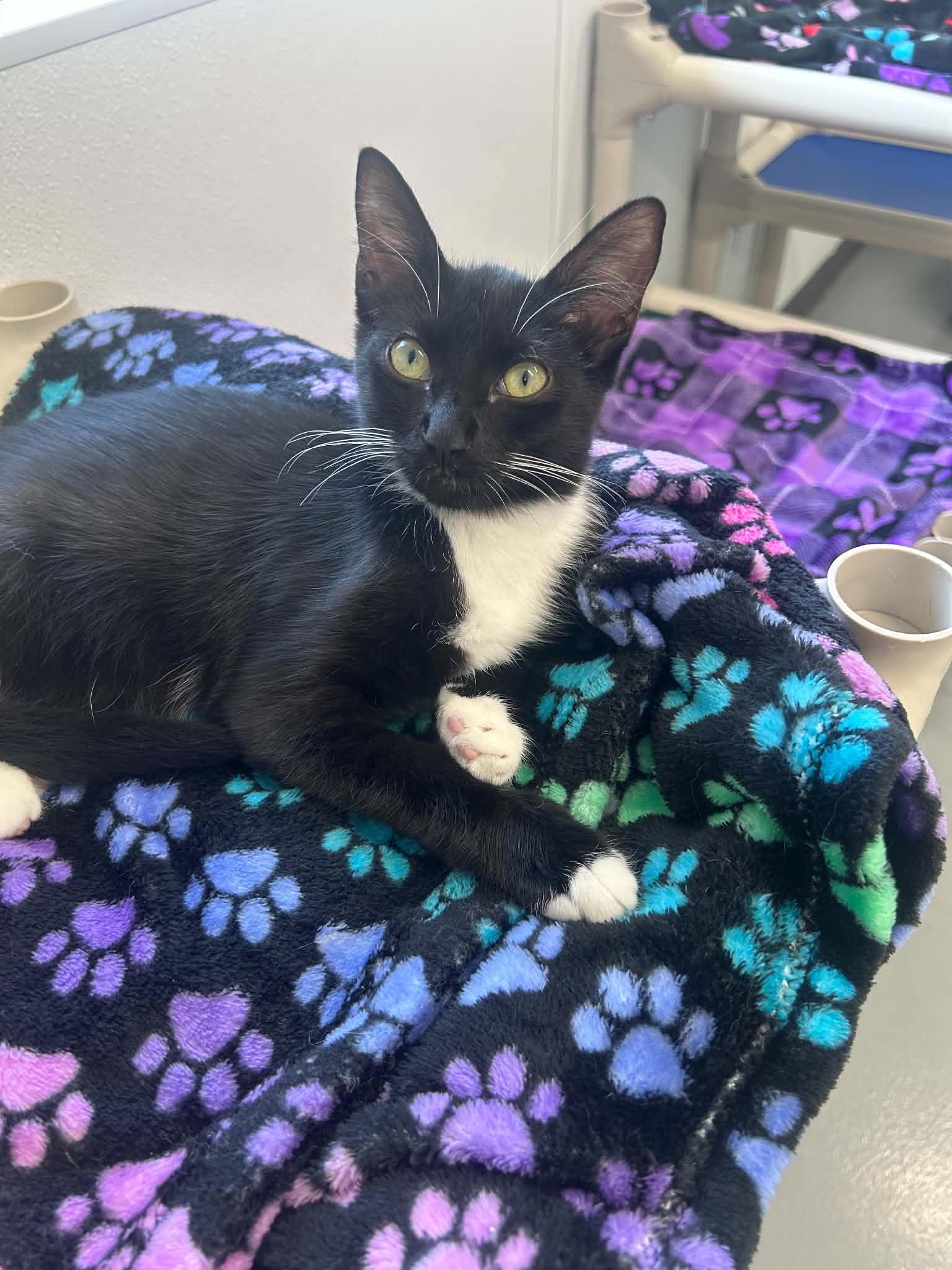 Sidney, ADOPTABLE, Kitten Male Domestic Short Hair.