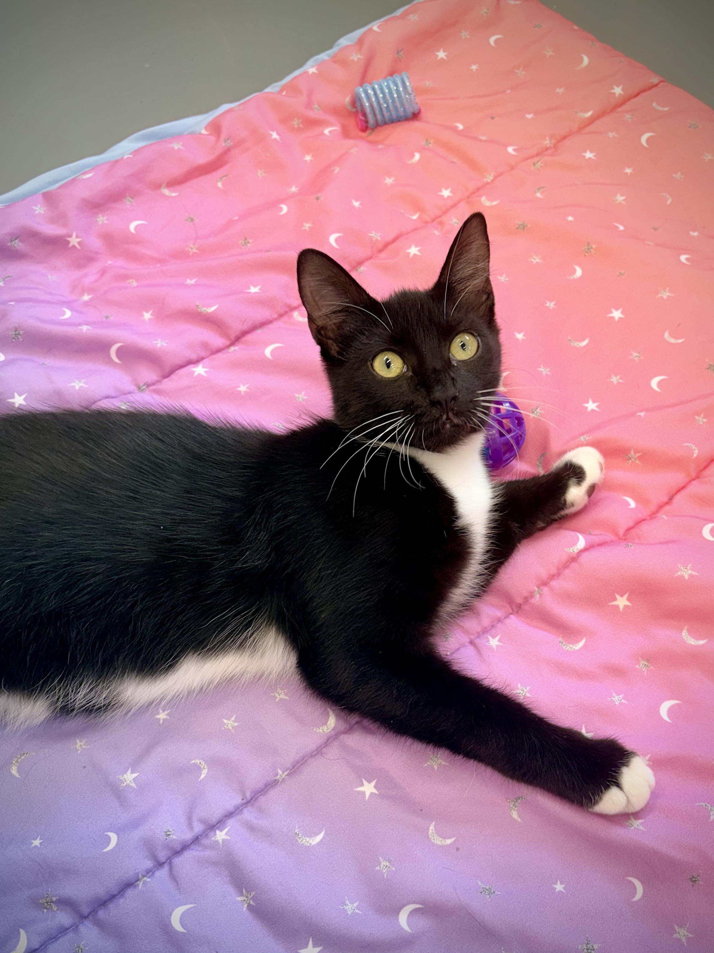 Sidney, Adoptable, Kitten Male Domestic Short Hair.