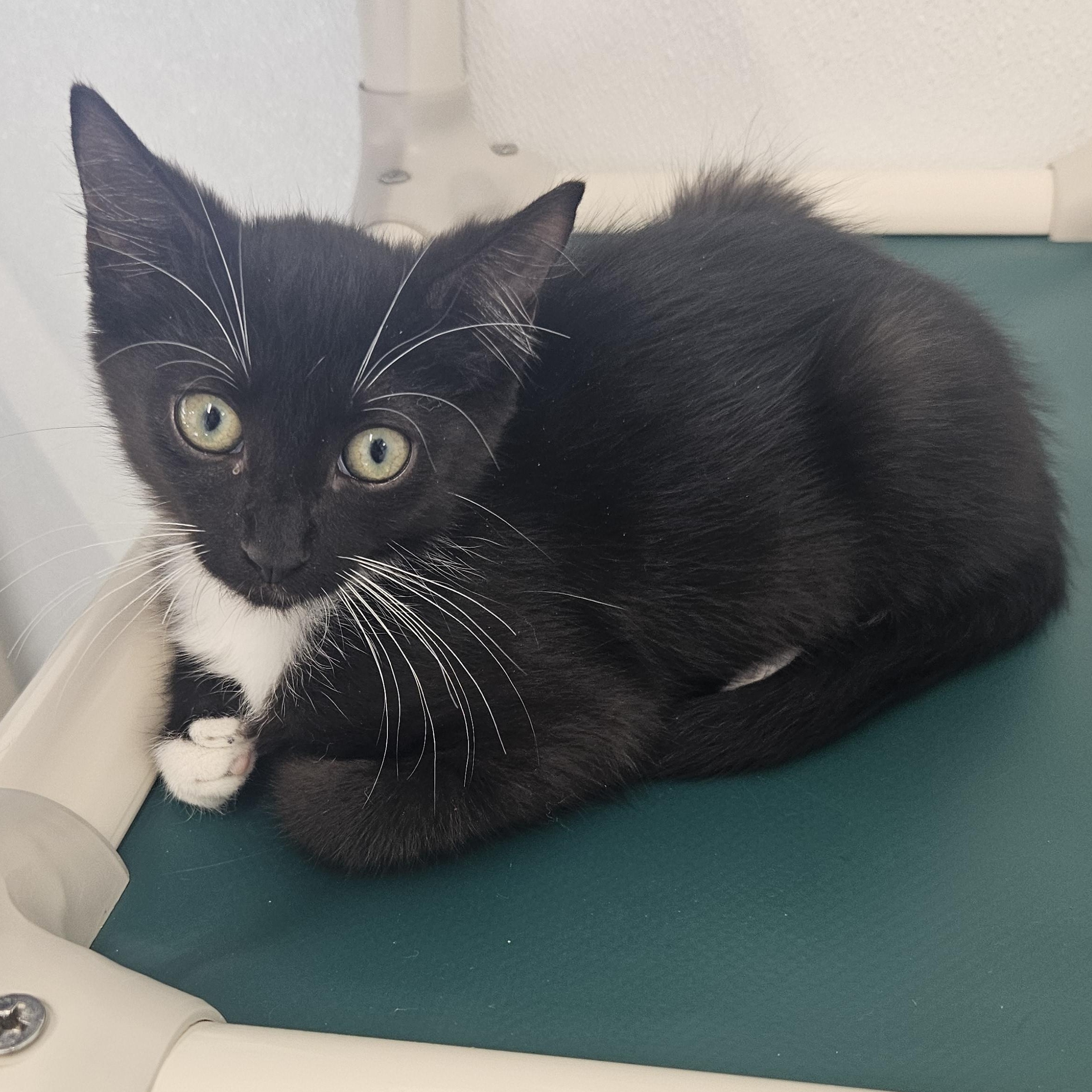 Sidney - At Petsmart, ADOPTABLE, Kitten Male Domestic Short Hair.
