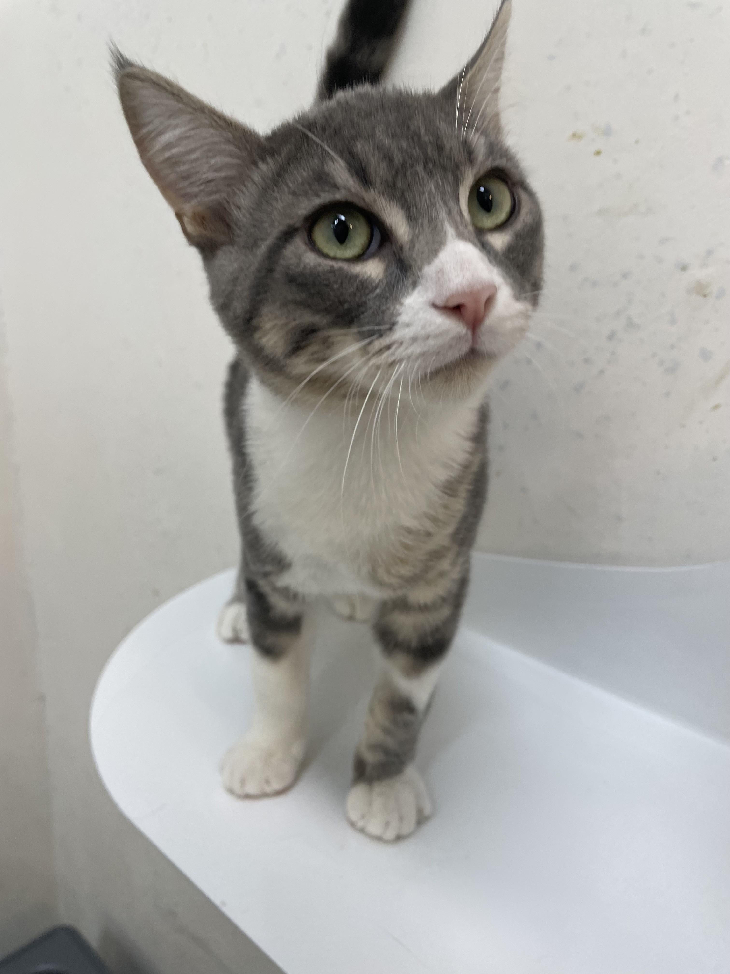 Enlarge Tom, a Adopted Domestic Short Hair in chino, CA image 2/6